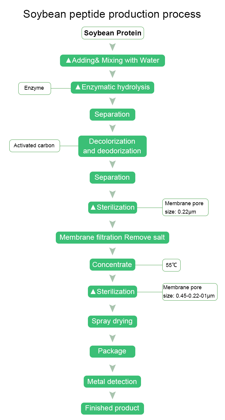 soybean peptide production process.jpg