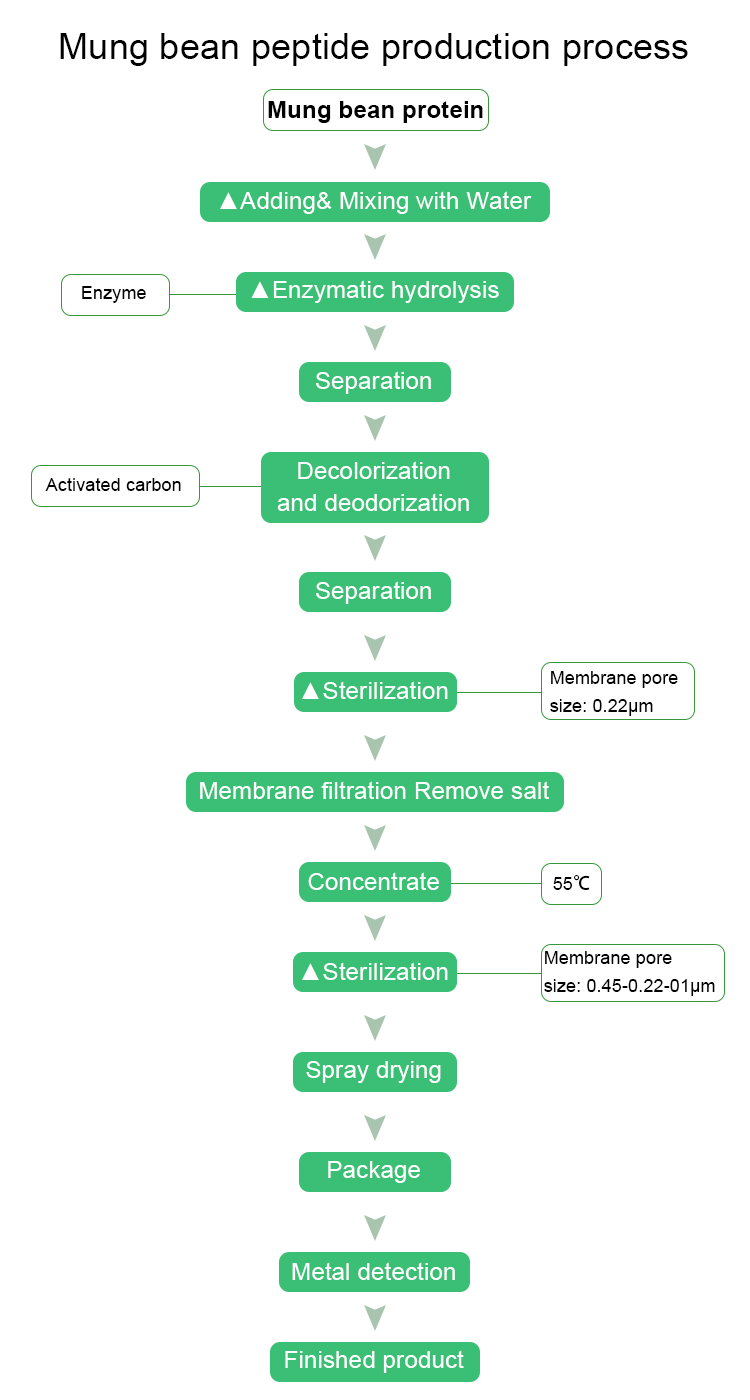 Mung bean peptide production process.jpg