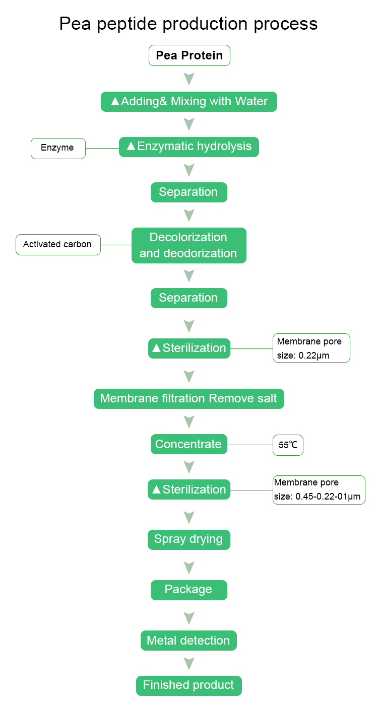 Pea peptide production process.jpg